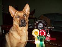 Simba's Obedience Awards from Danesford show